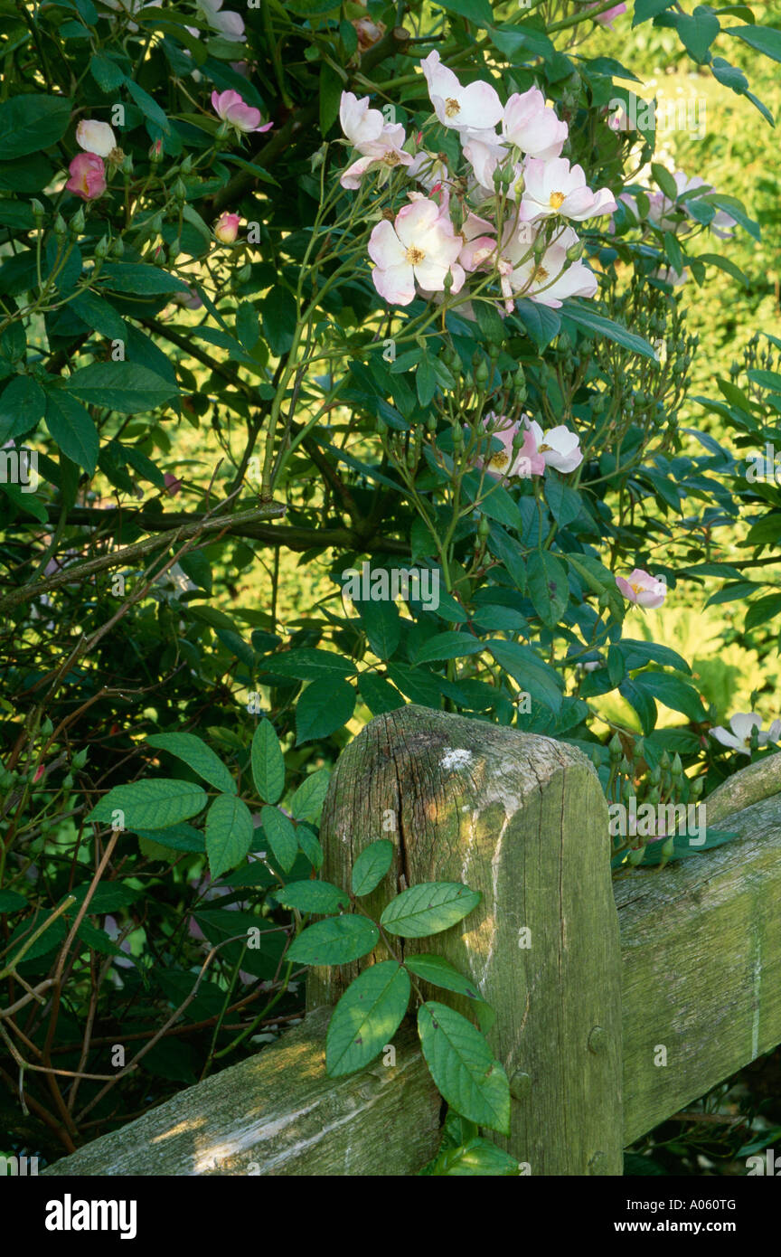Close-up of pink rose and wooden garden fence Stock Photo - Alamy
