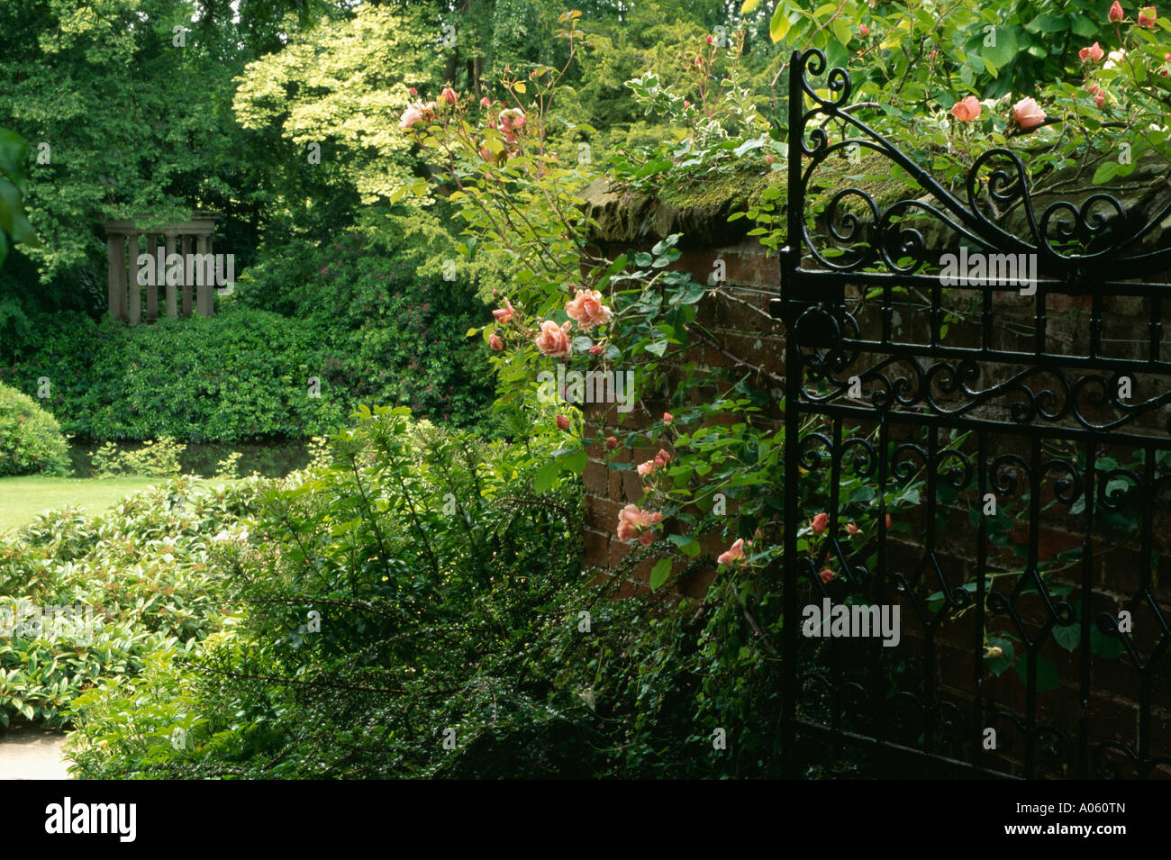 Garden with open black gate with pink rose growing on wall Stock Photo ...