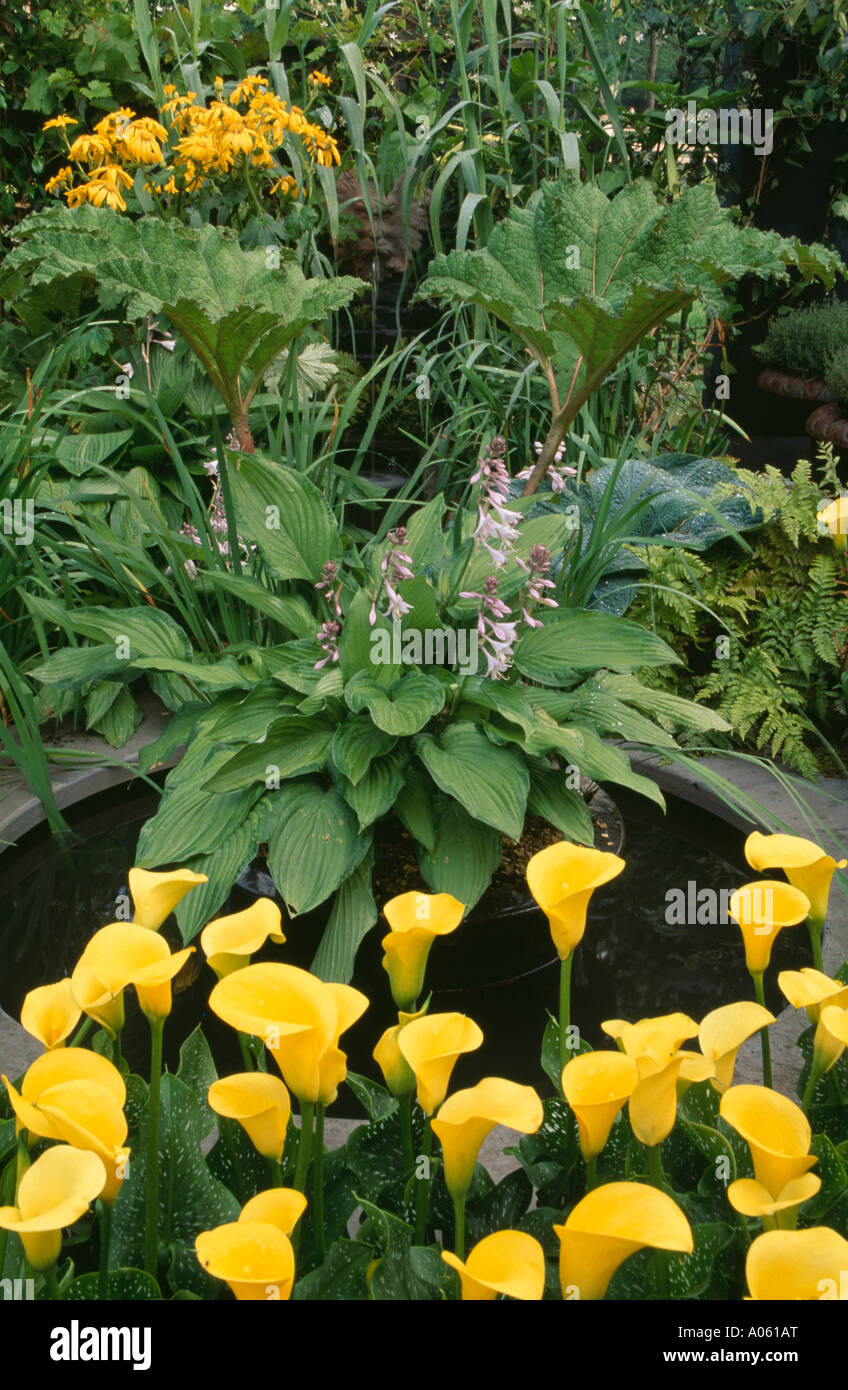 Yellow Arum Lily and Hosta by pond Stock Photo Alamy