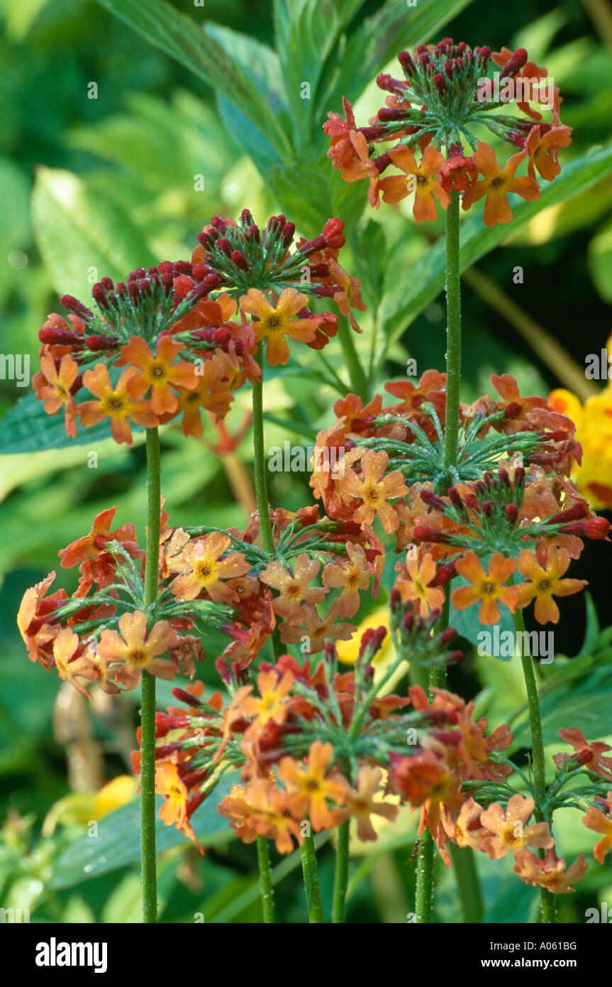 Close-up of orange Primula Bulleyana Stock Photo