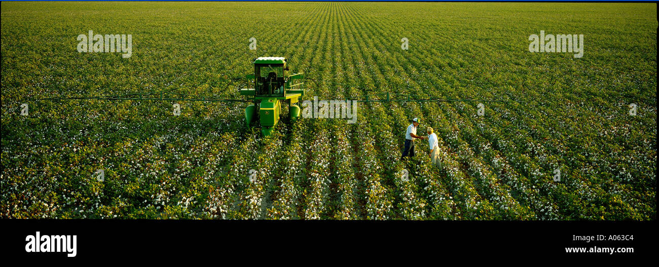 Cotton field hi-res stock photography and images - Alamy