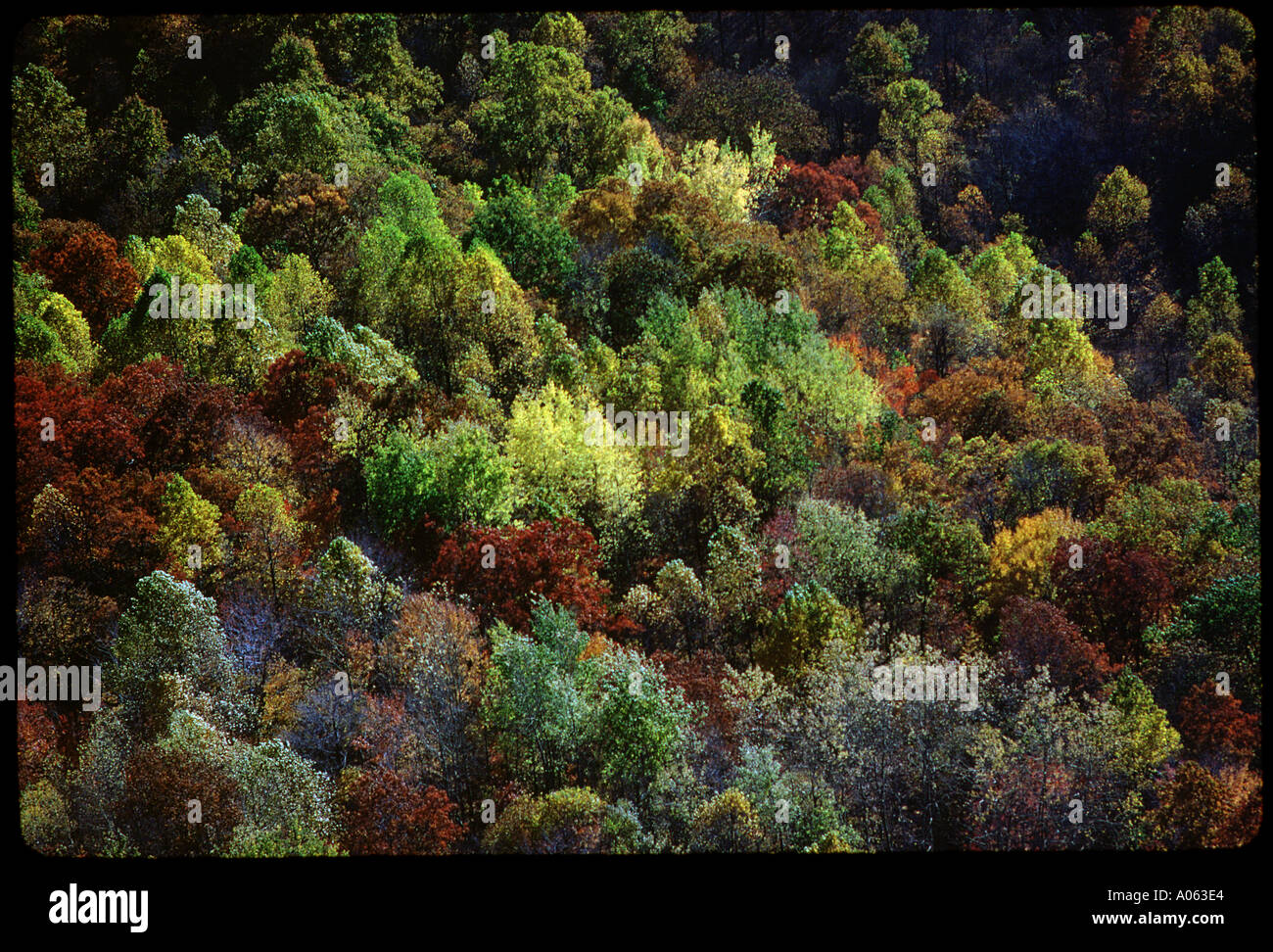 autumn trees Stock Photo