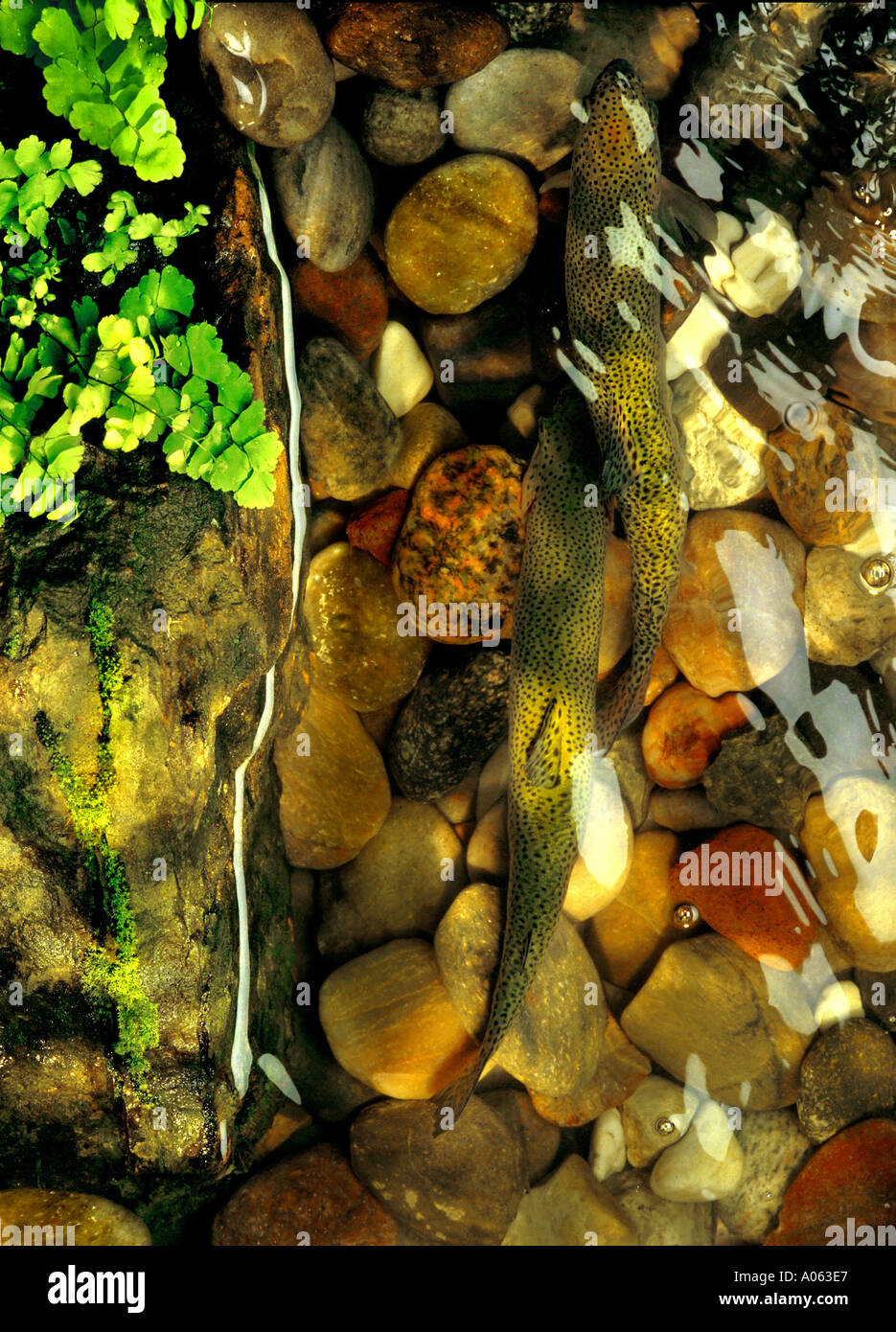 rainbow trout Stock Photo