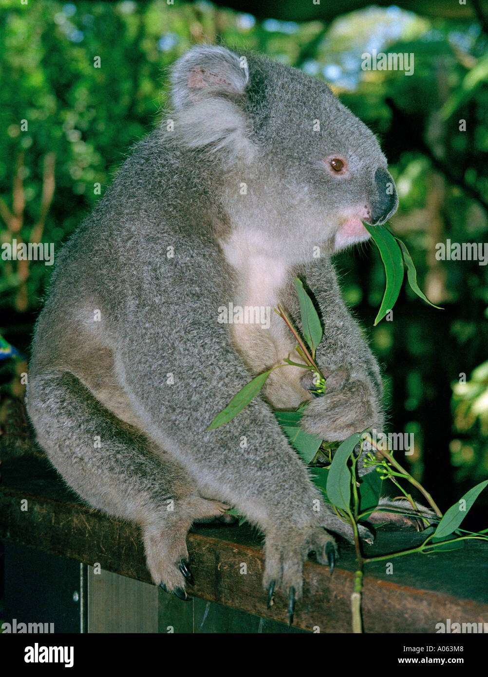 Animals, Koala Bear Stock Photo Alamy