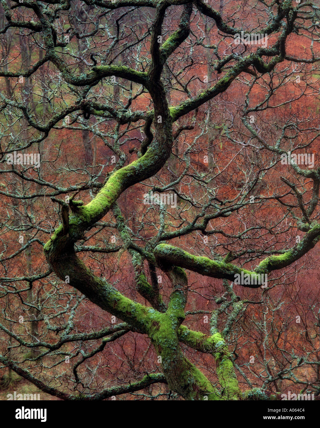 Oak tree Wales Stock Photo Alamy