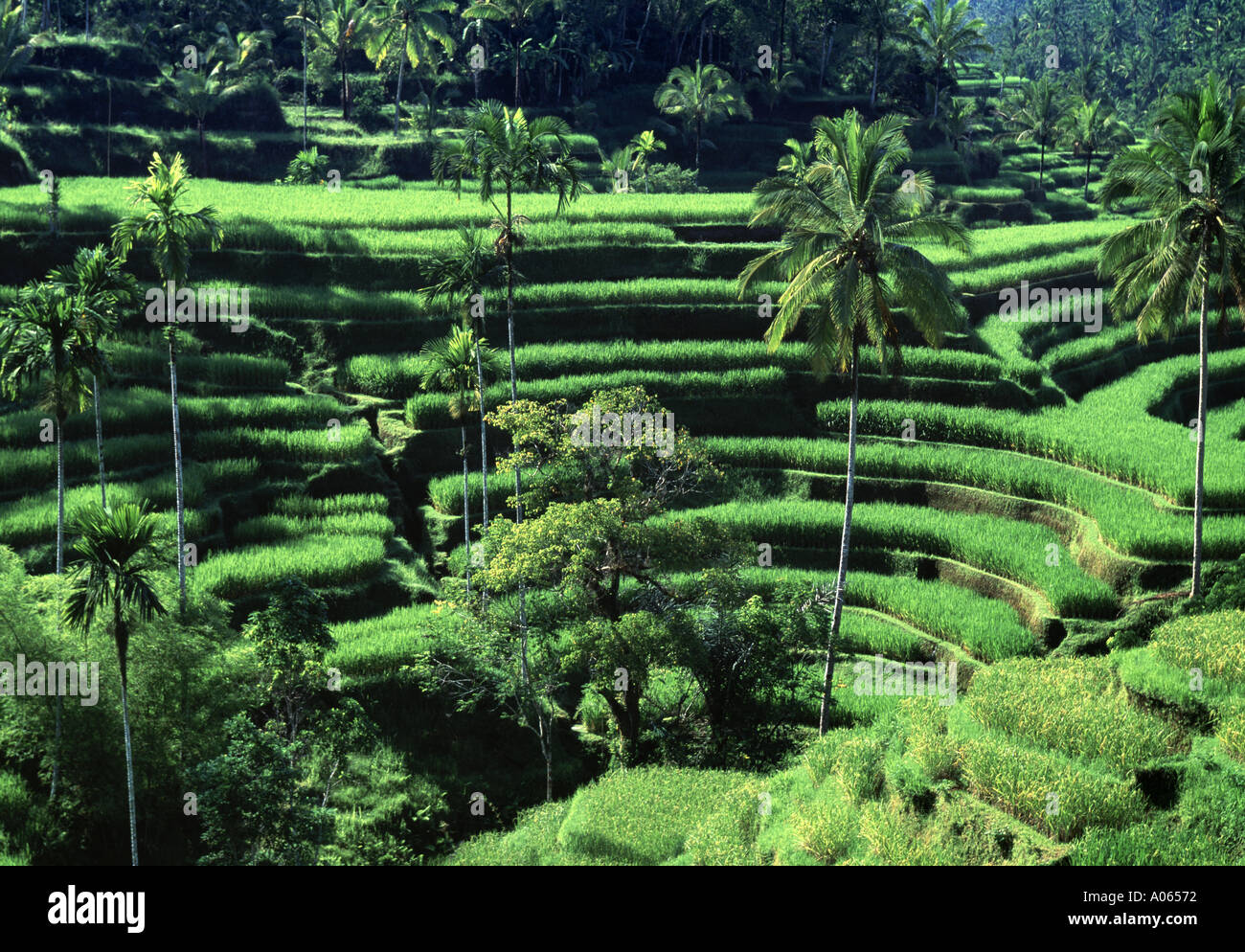 Terraced rice paddies Bali Indonesia Stock Photo
