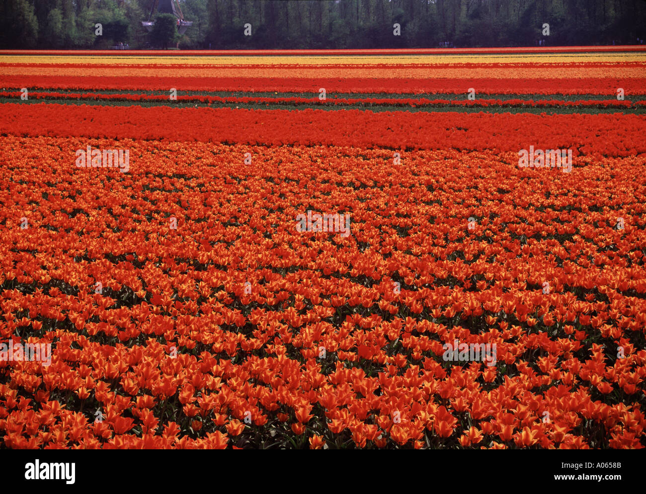 Tulip bulb field Lisse Holland Netherlands Stock Photo Alamy
