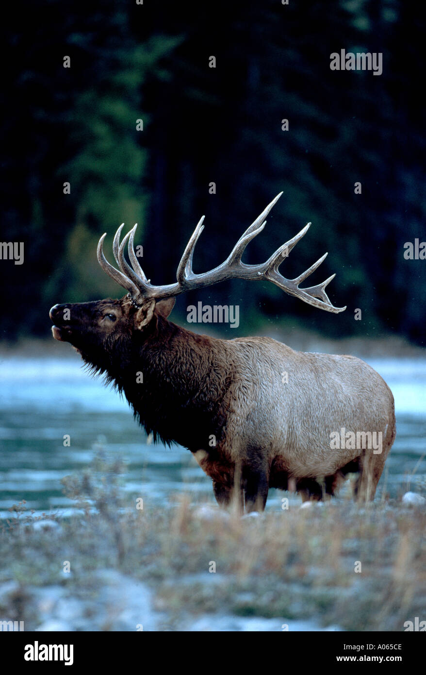 Elk or american wapiti during the autumn rut in Canada Stock Photo