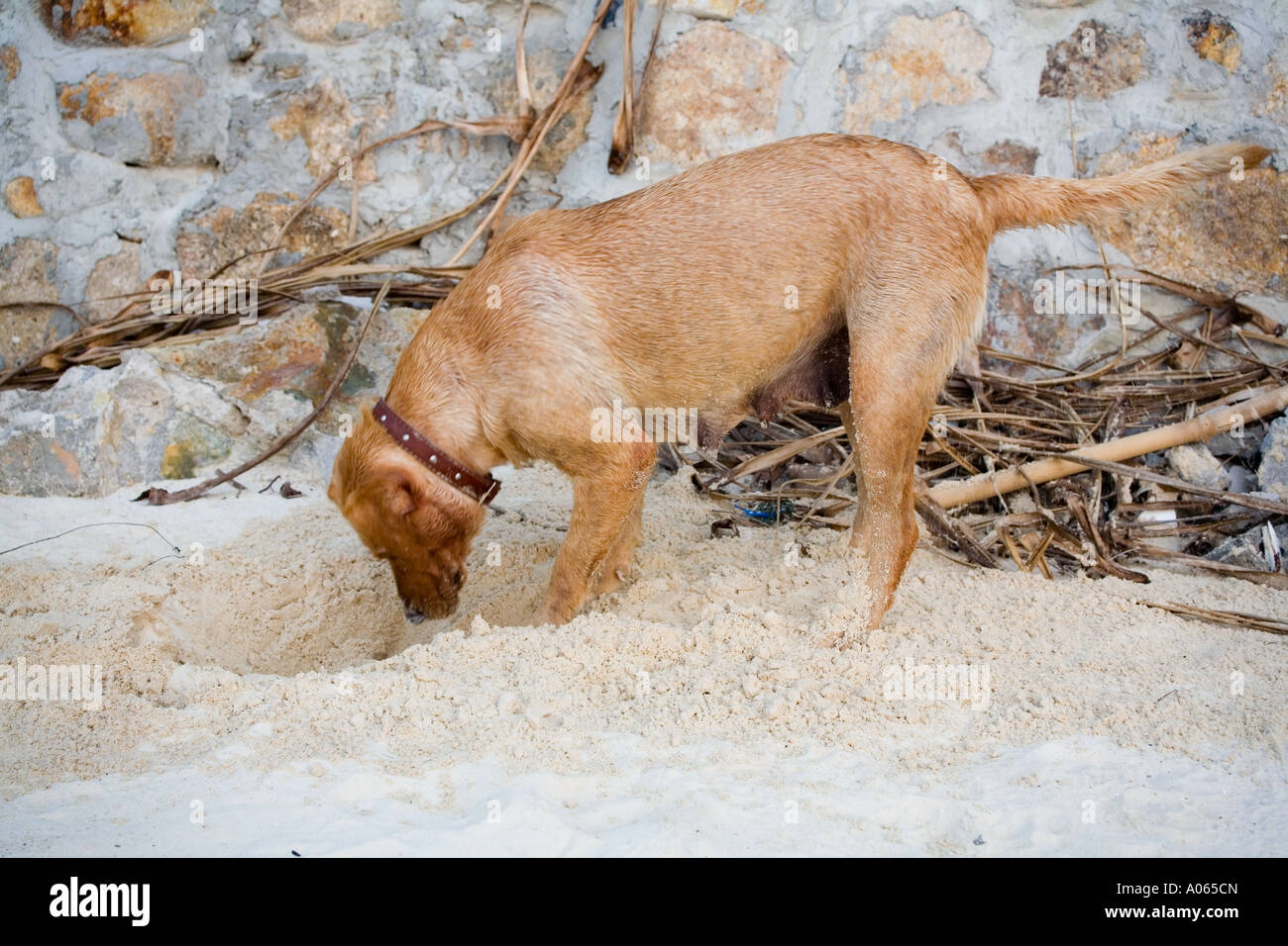 Dog digging sand on beach hi-res stock photography and images - Alamy