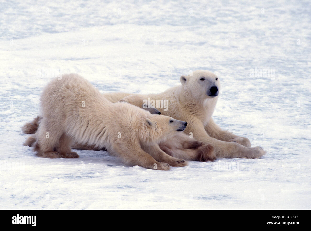 Cute polar bear family hi-res stock photography and images - Alamy