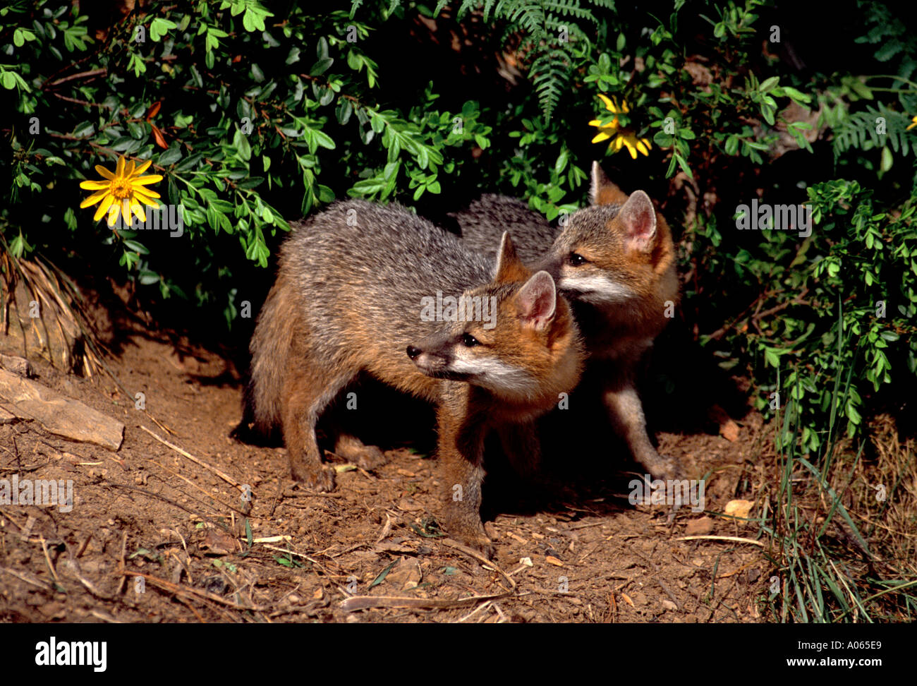 Gray fox pups at den Stock Photo