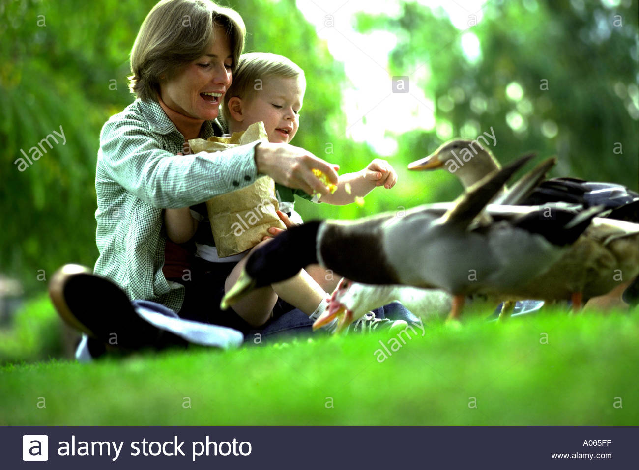 Mom And Son Feeding Ducks Stock Image Mom And Son Feeding Ducks Stock Image