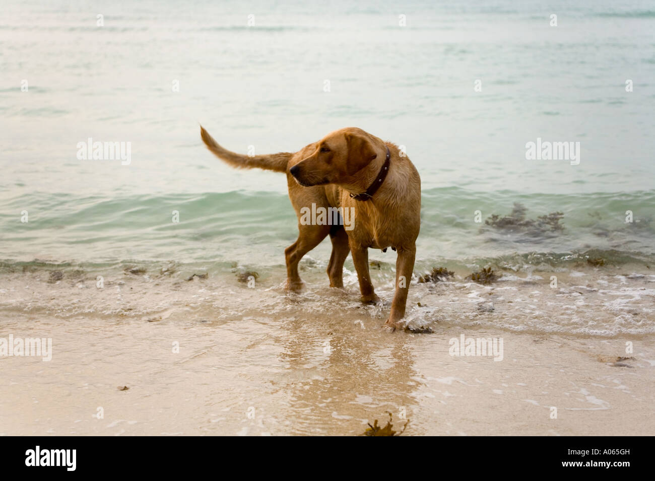 Labrador playing on beach hi-res stock photography and images - Alamy