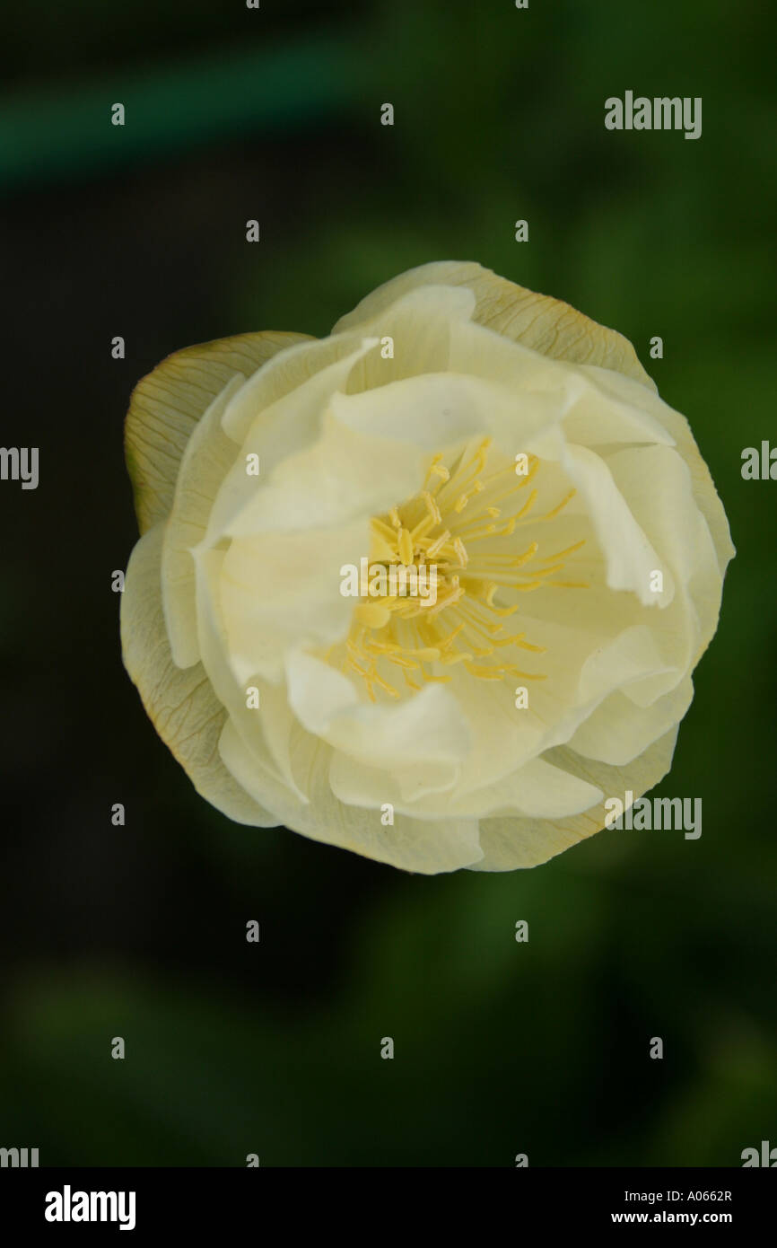 Globeflower, Trollius, Ranunculaceae Stock Photo