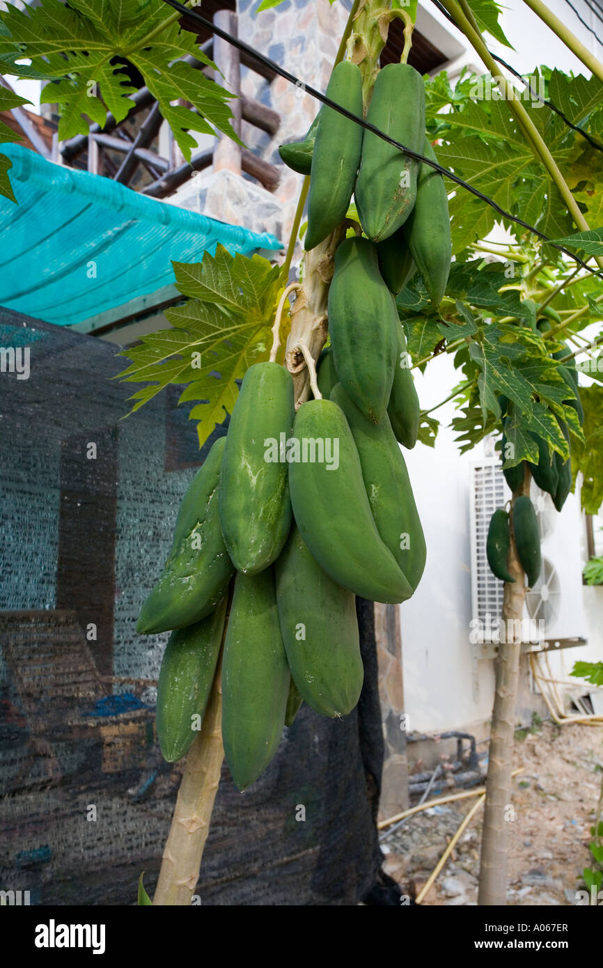 Green papayas or paw paw fruits on the tree, Ko Phangan, Thailand. Stock Photo