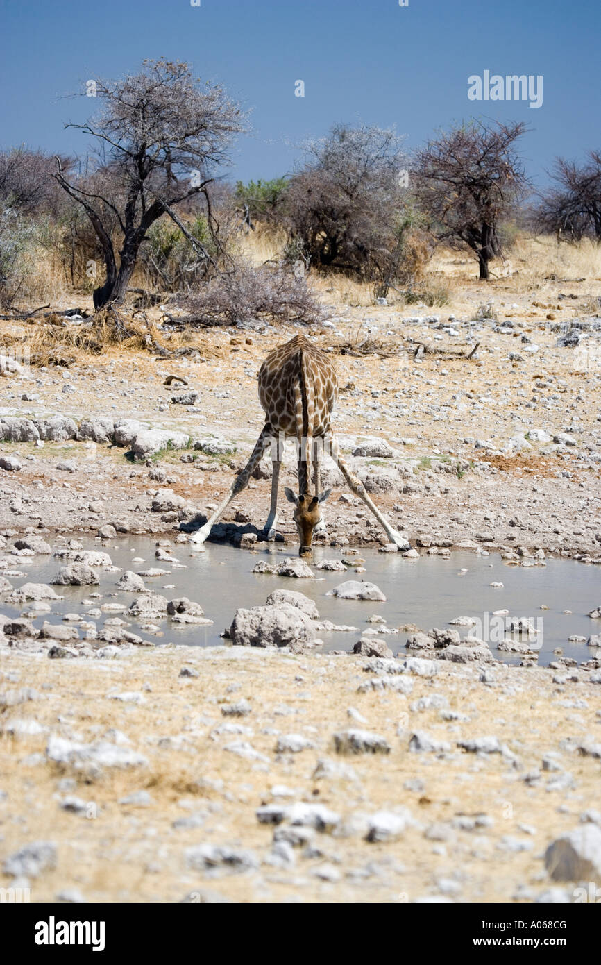 Giraffe waterhole africa hi-res stock photography and images - Alamy
