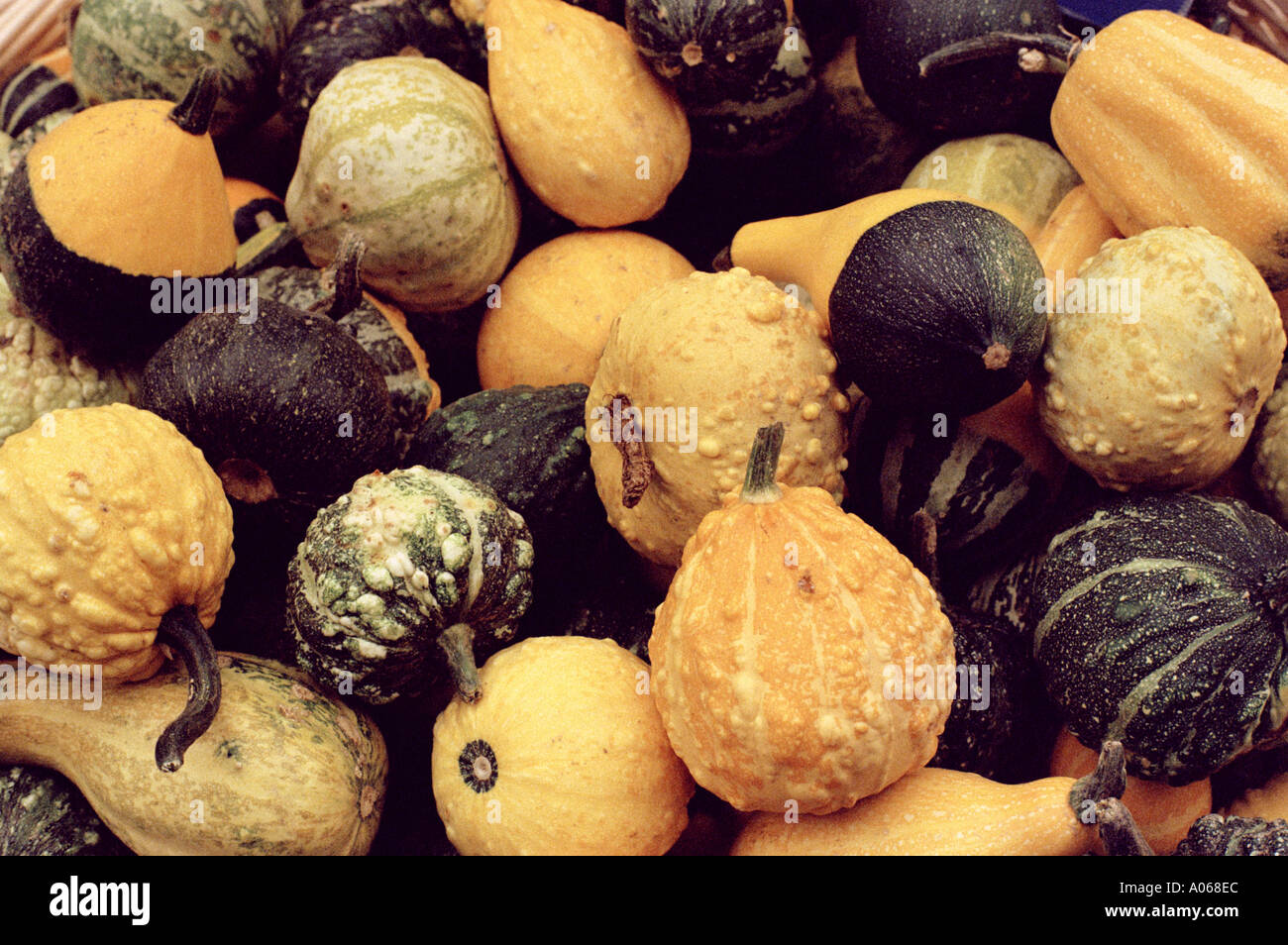 Gourds Yellow and Green Stock Photo Alamy