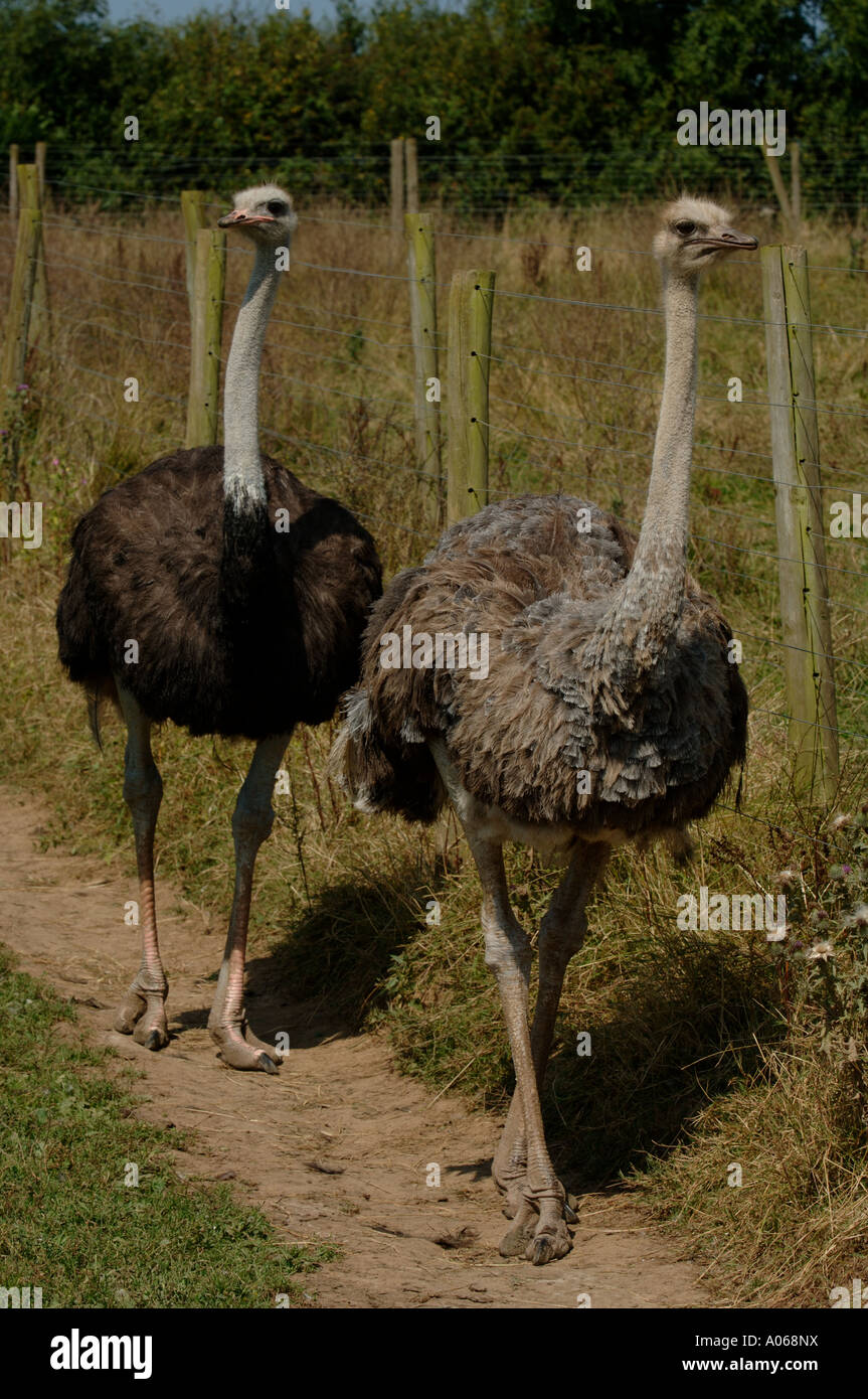 Ostrich farming in Devon Stock Photo Alamy