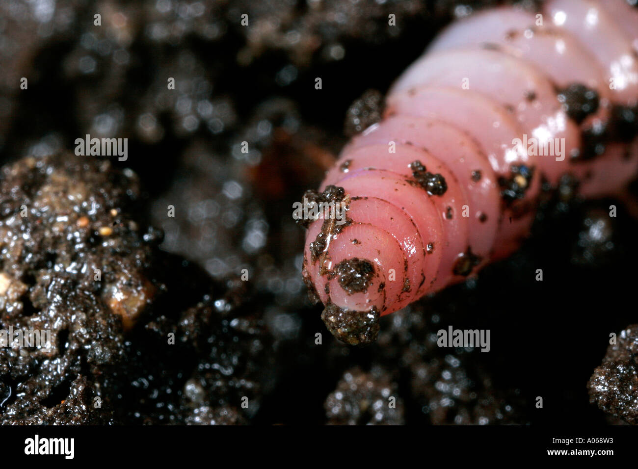 Close up of a slimy worm resting in the mud Stock Photo