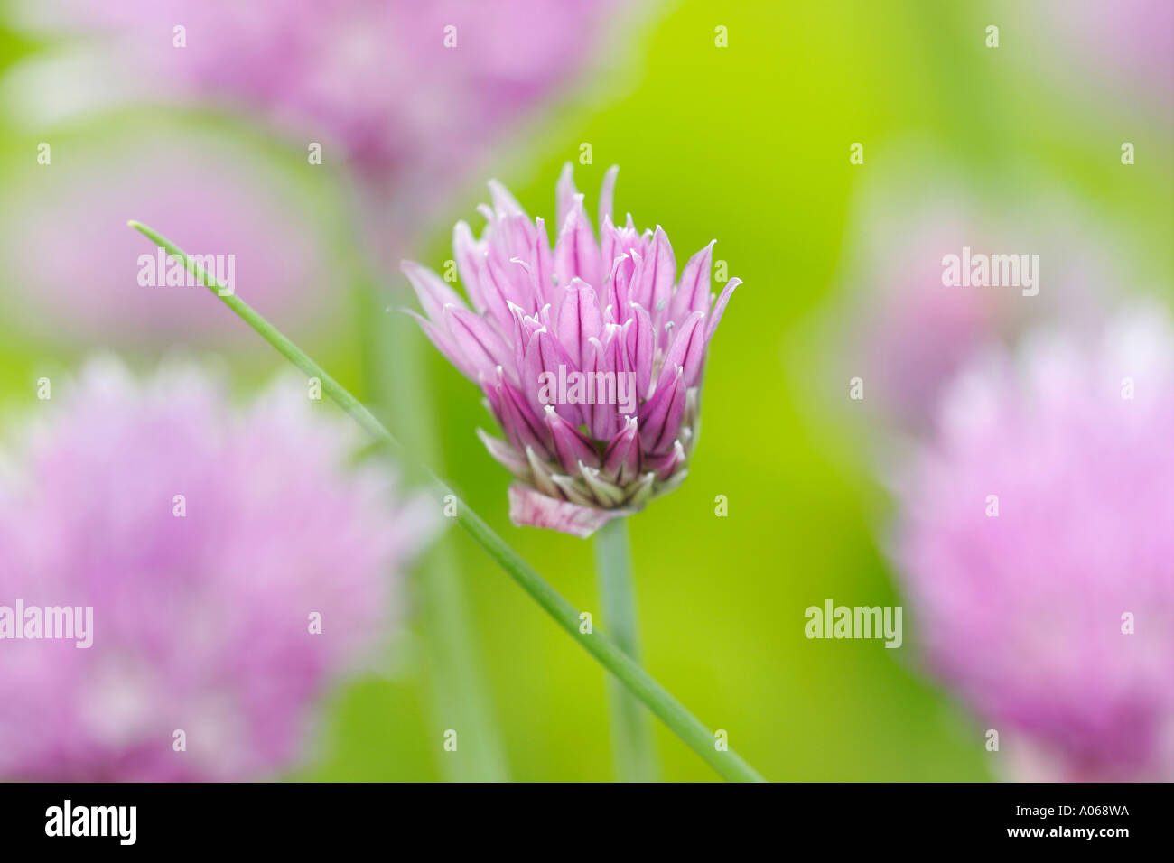 Close up of a pink chive flower Stock Photo