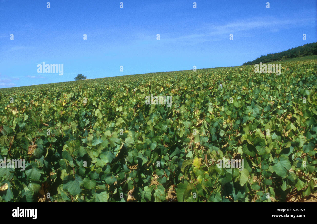 Burgundy vintage wine vineyard hi-res stock photography and images - Alamy