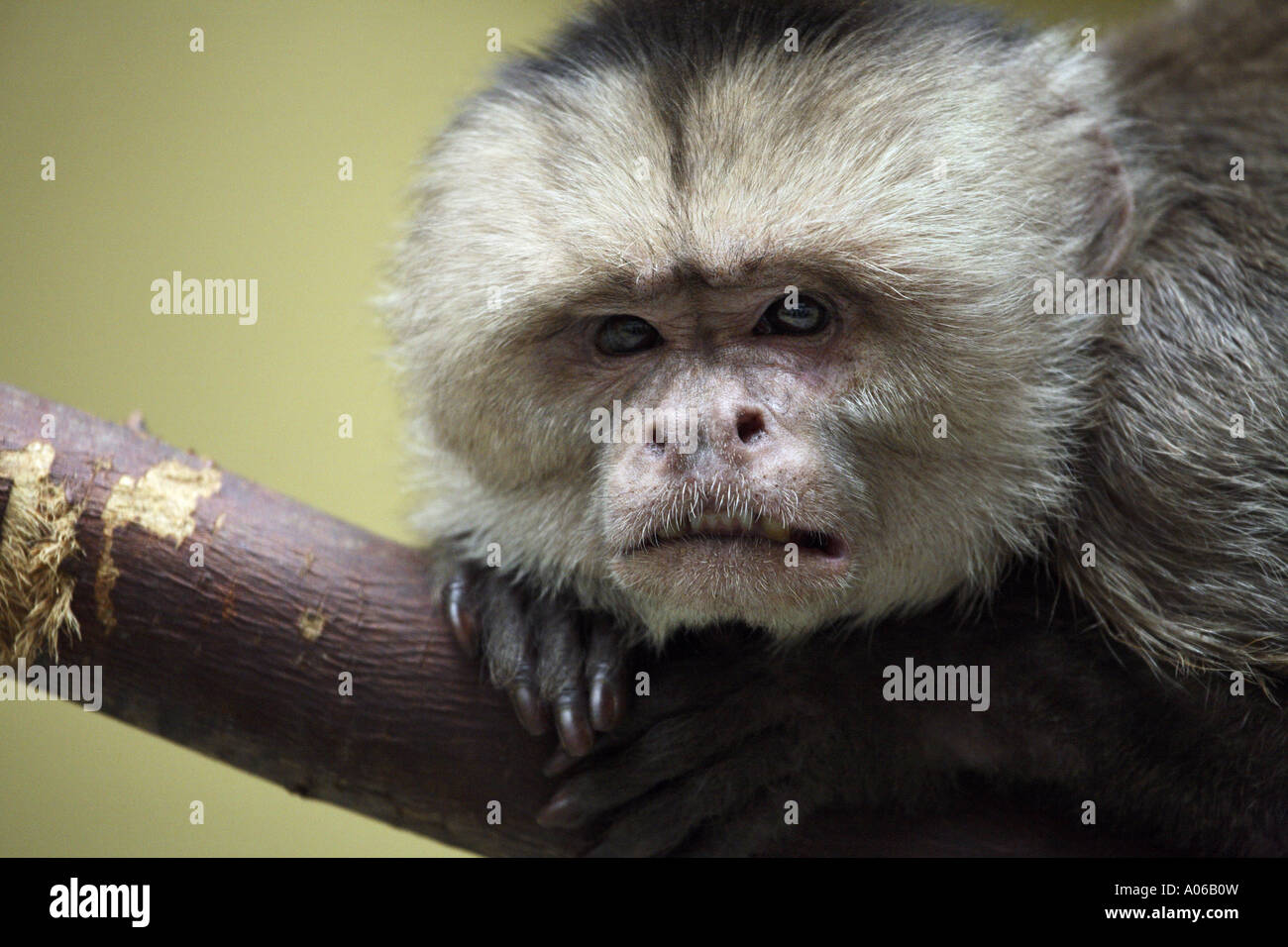 Macaco Branco-enfrentado Do Capuchin Imagem de Stock - Imagem de queimado,  primata: 31492765