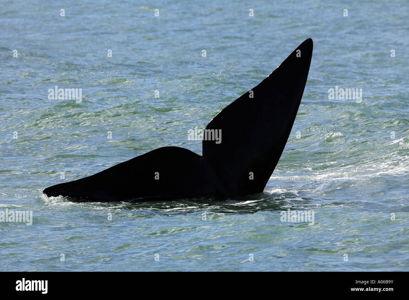 southern right whale tail Stock Photo - Alamy