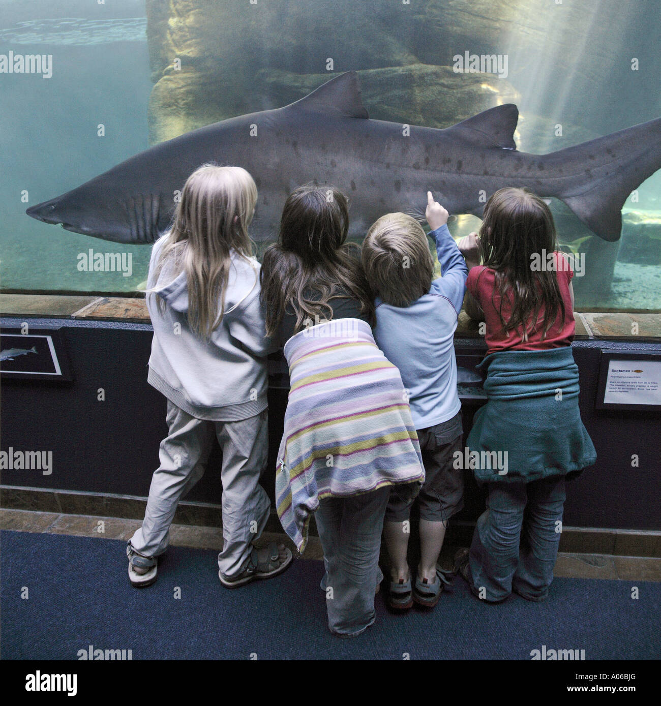 four children watching a shark in aquarium Stock Photo