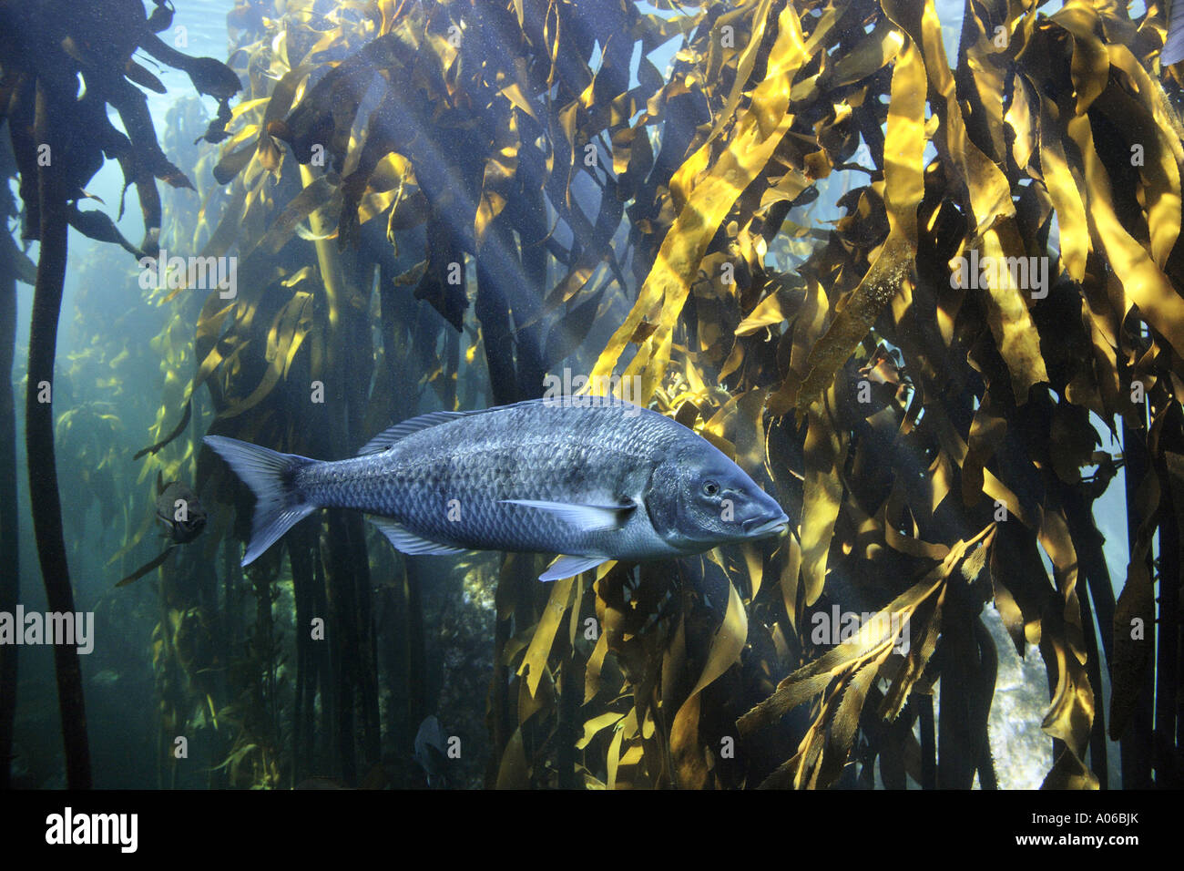 white steenbras swimming in giant kelp forest Stock Photo