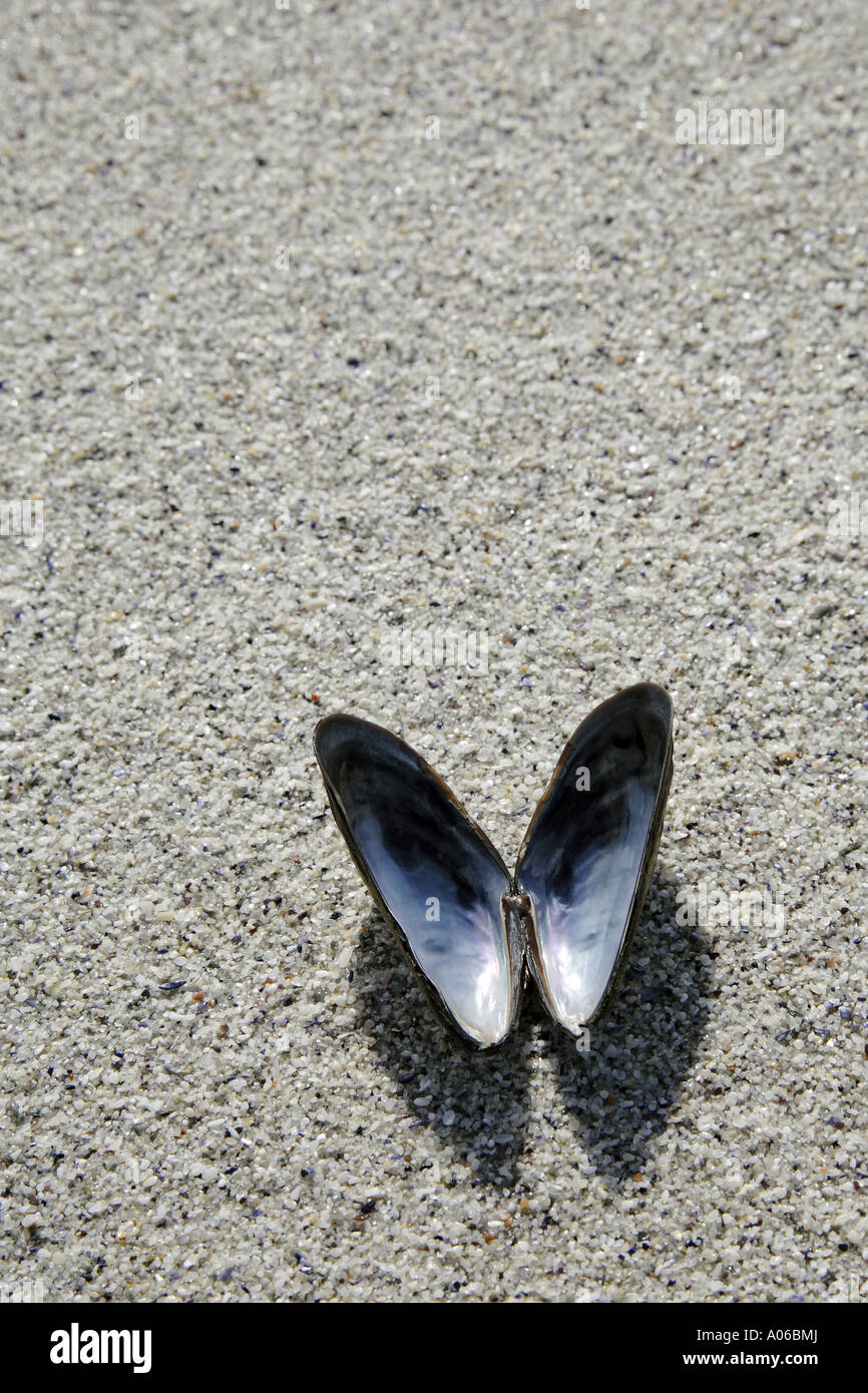 mussel shell on sandy beach Stock Photo