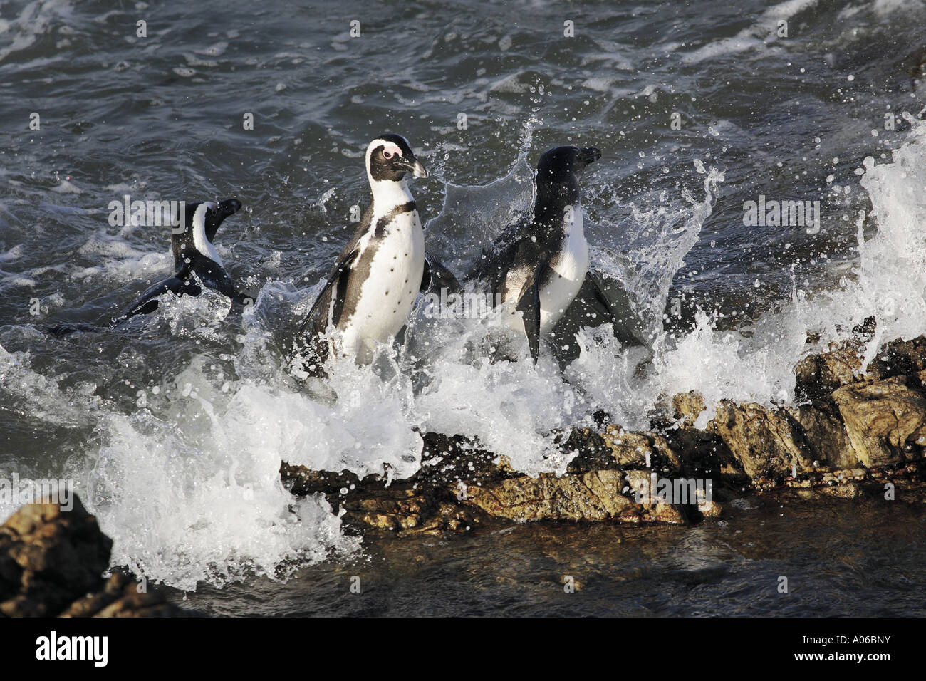 Penguin jumping out of water hi-res stock photography and images - Alamy