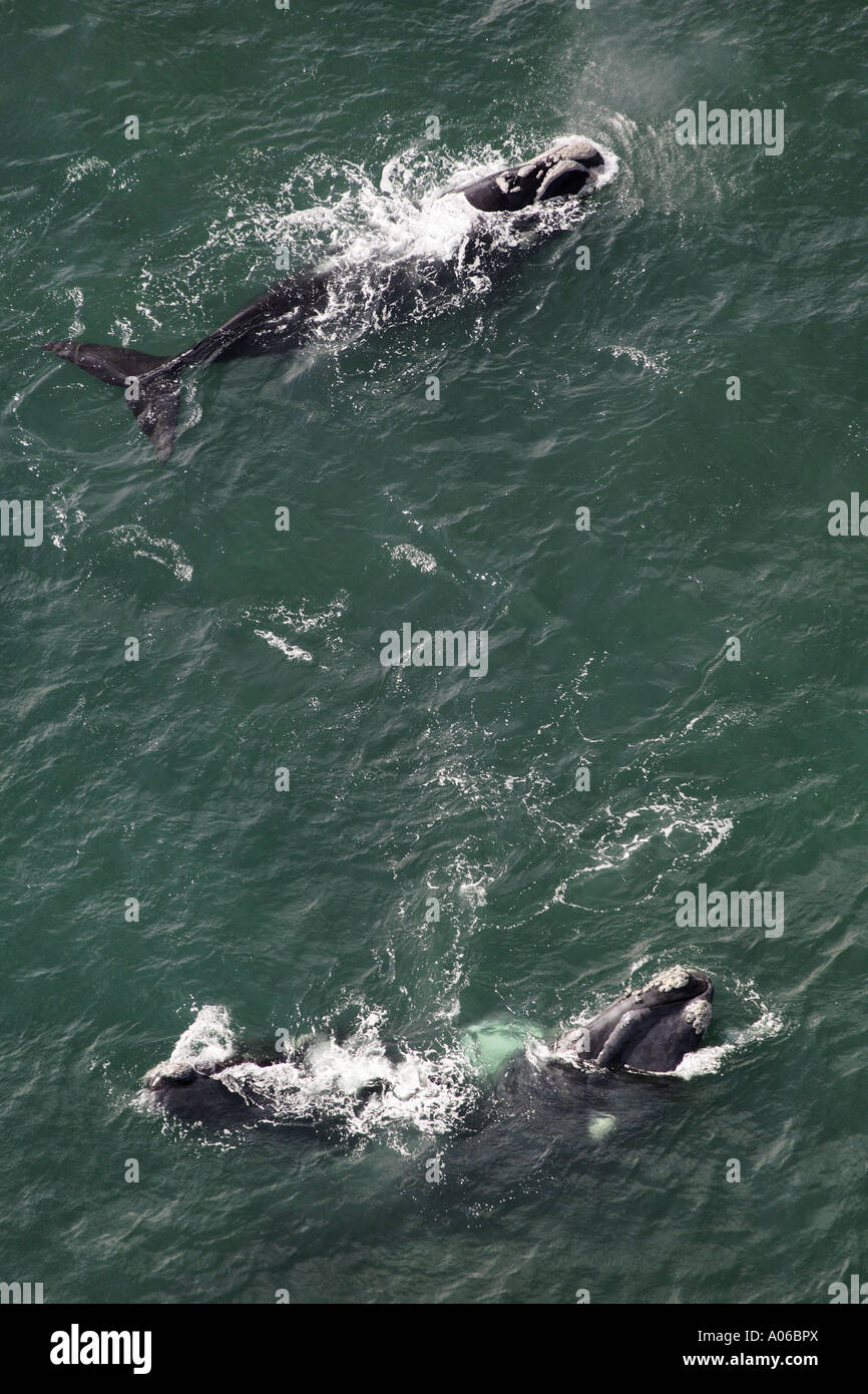Whales mating hi-res stock photography and images - Alamy
