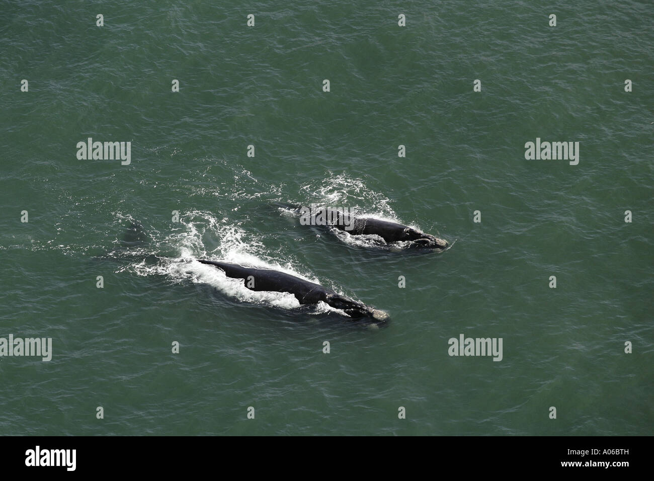 aerial view of two southern right whales Stock Photo - Alamy