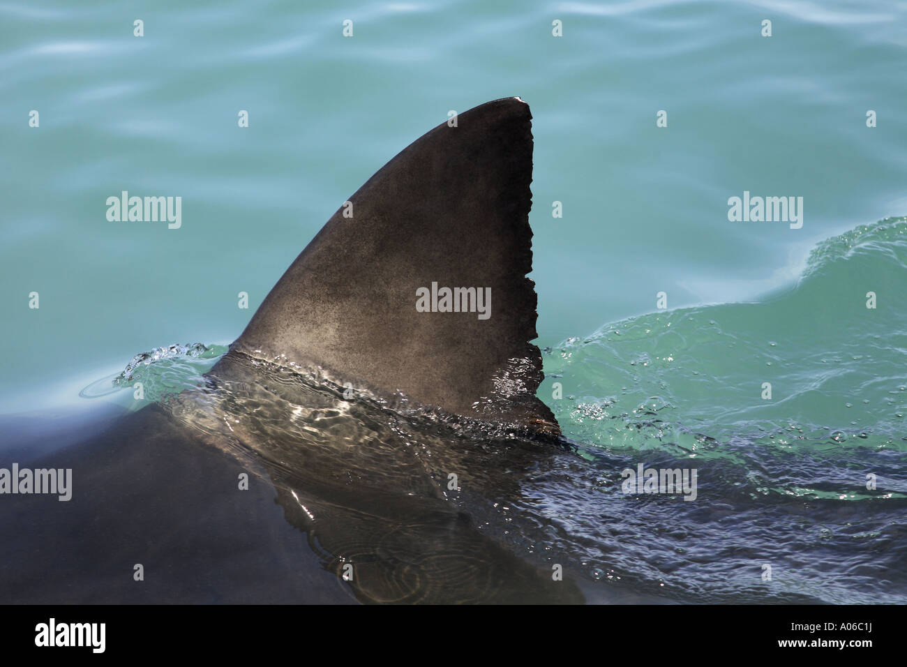 shark dorsal fin breaking surface Stock Photo