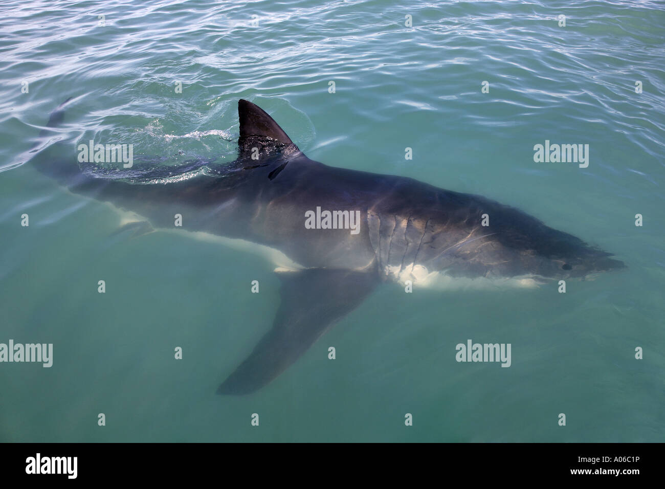 great white shark in the water