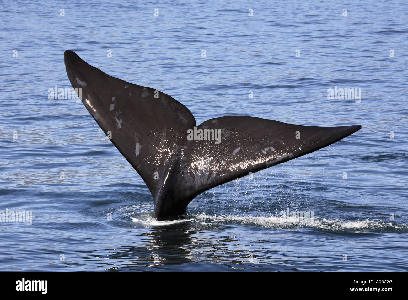 southern right whale tail Stock Photo - Alamy