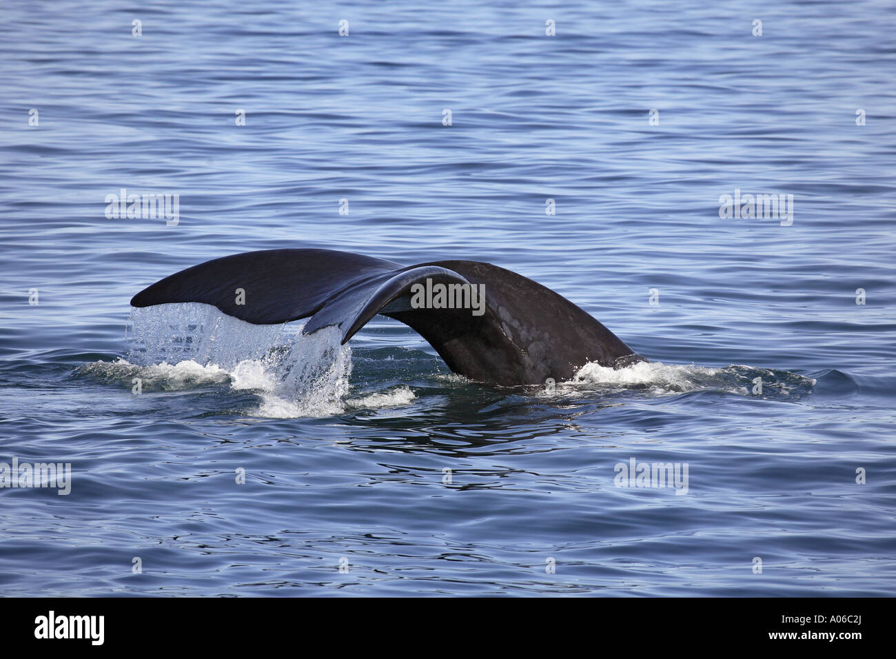 southern right whale tail Stock Photo - Alamy