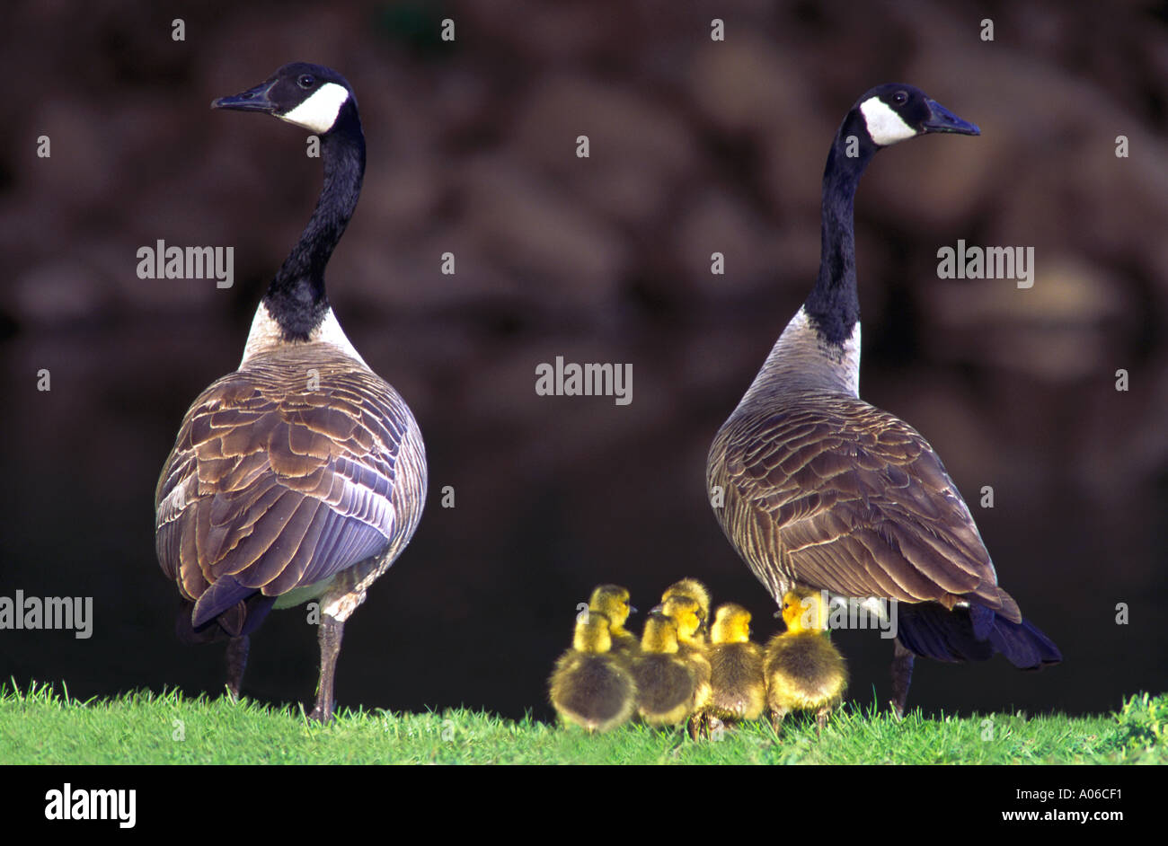 Adult Canadian geese with babies Stock Photo