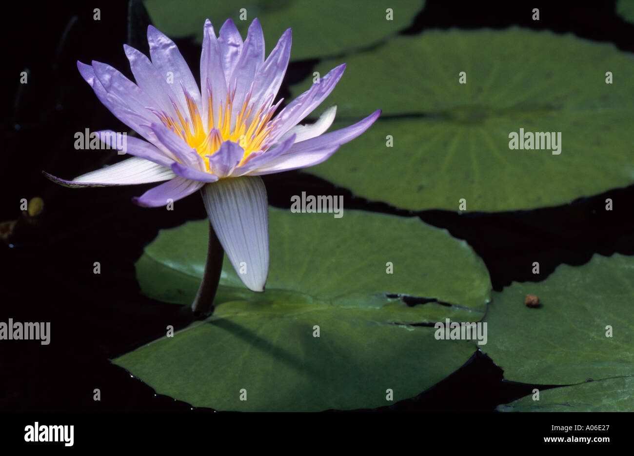 Water lily Nymphaea Steltata Stock Photo