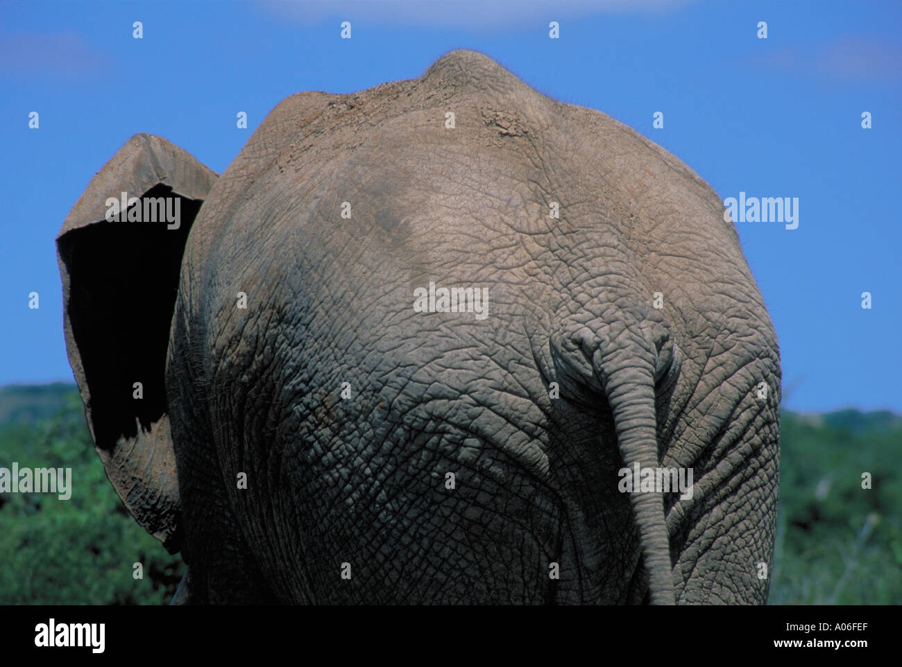 Elephant in the African Bush Stock Photo - Alamy