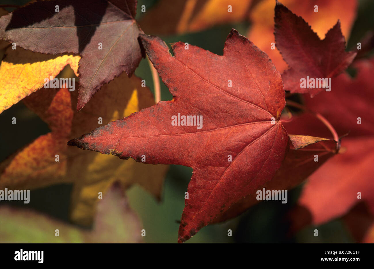 Iconic red maple leaf hi-res stock photography and images - Alamy