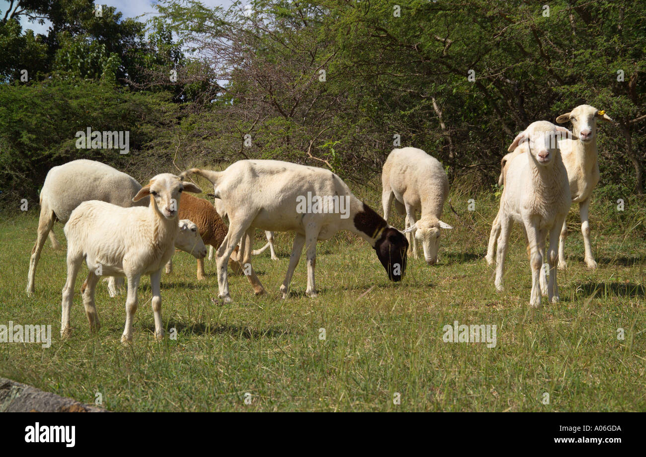 Goats grazing Antigua Caribbean Stock Photo