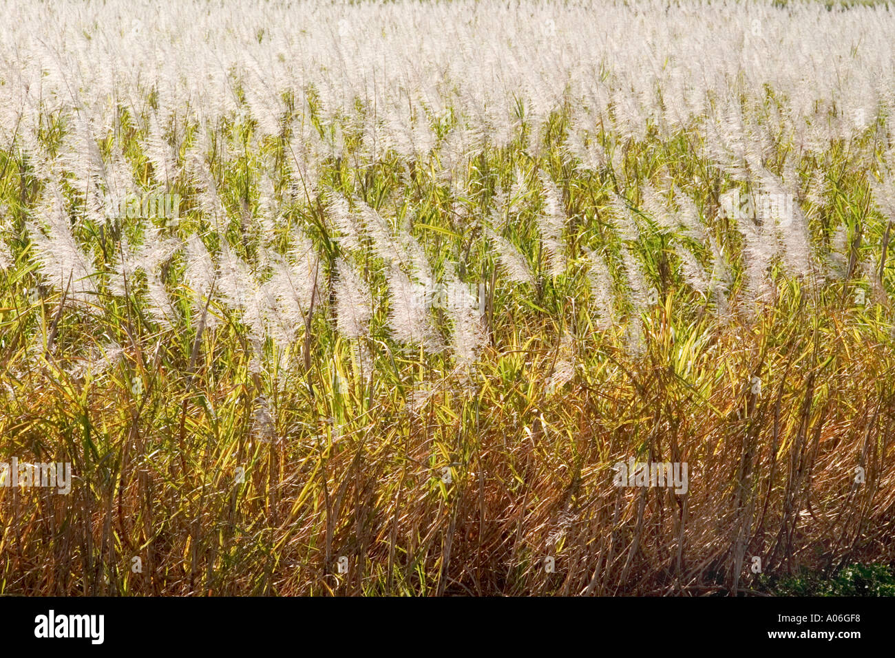 Sugar Cane field Southern Florida Stock Photo Alamy