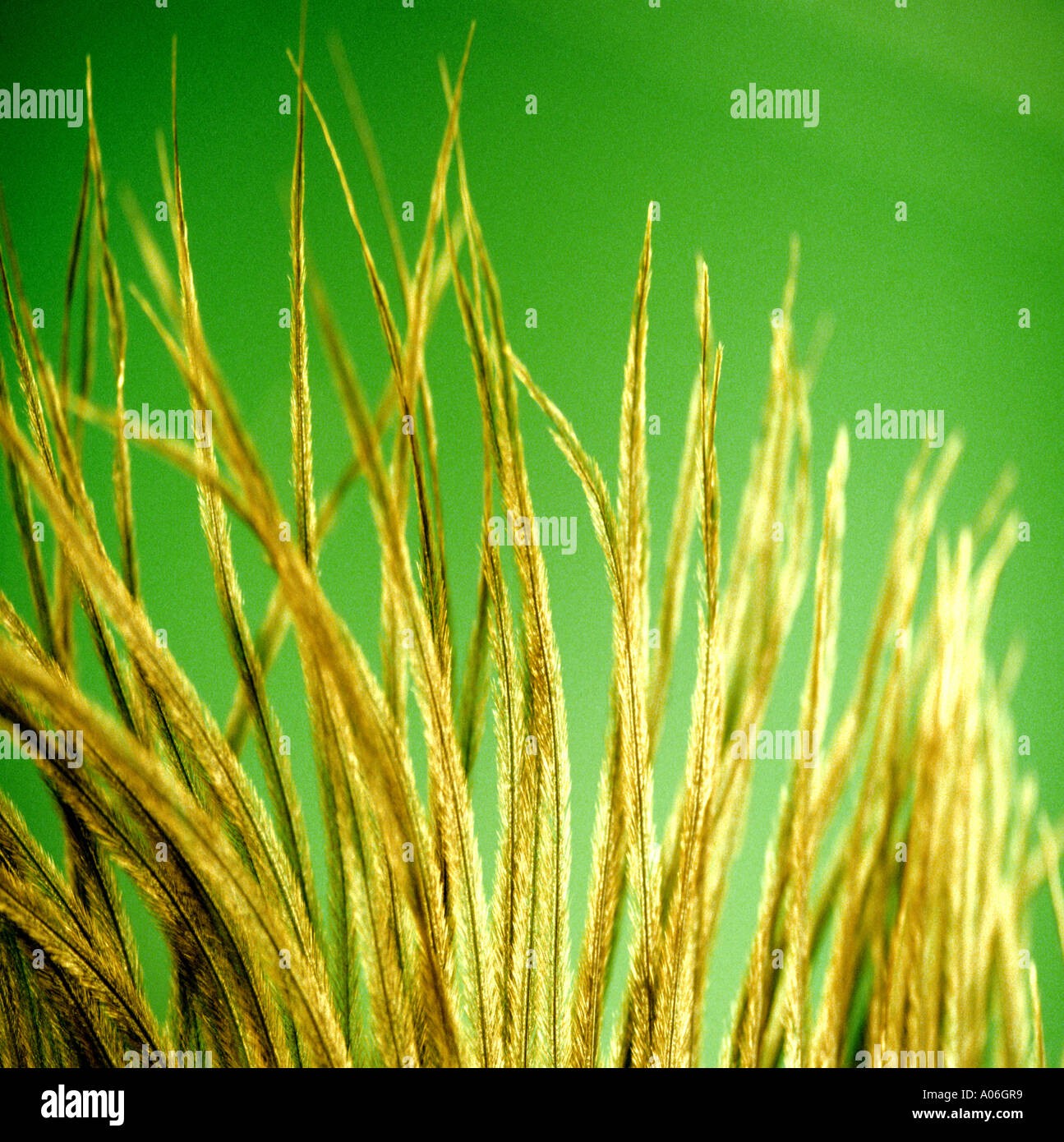 feathers on green background Stock Photo