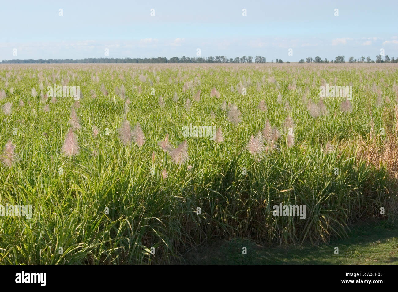Sugar Cane field Southern Florida Stock Photo Alamy