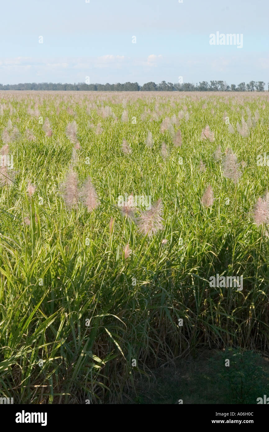 Sugar Cane field Southern Florida Stock Photo Alamy