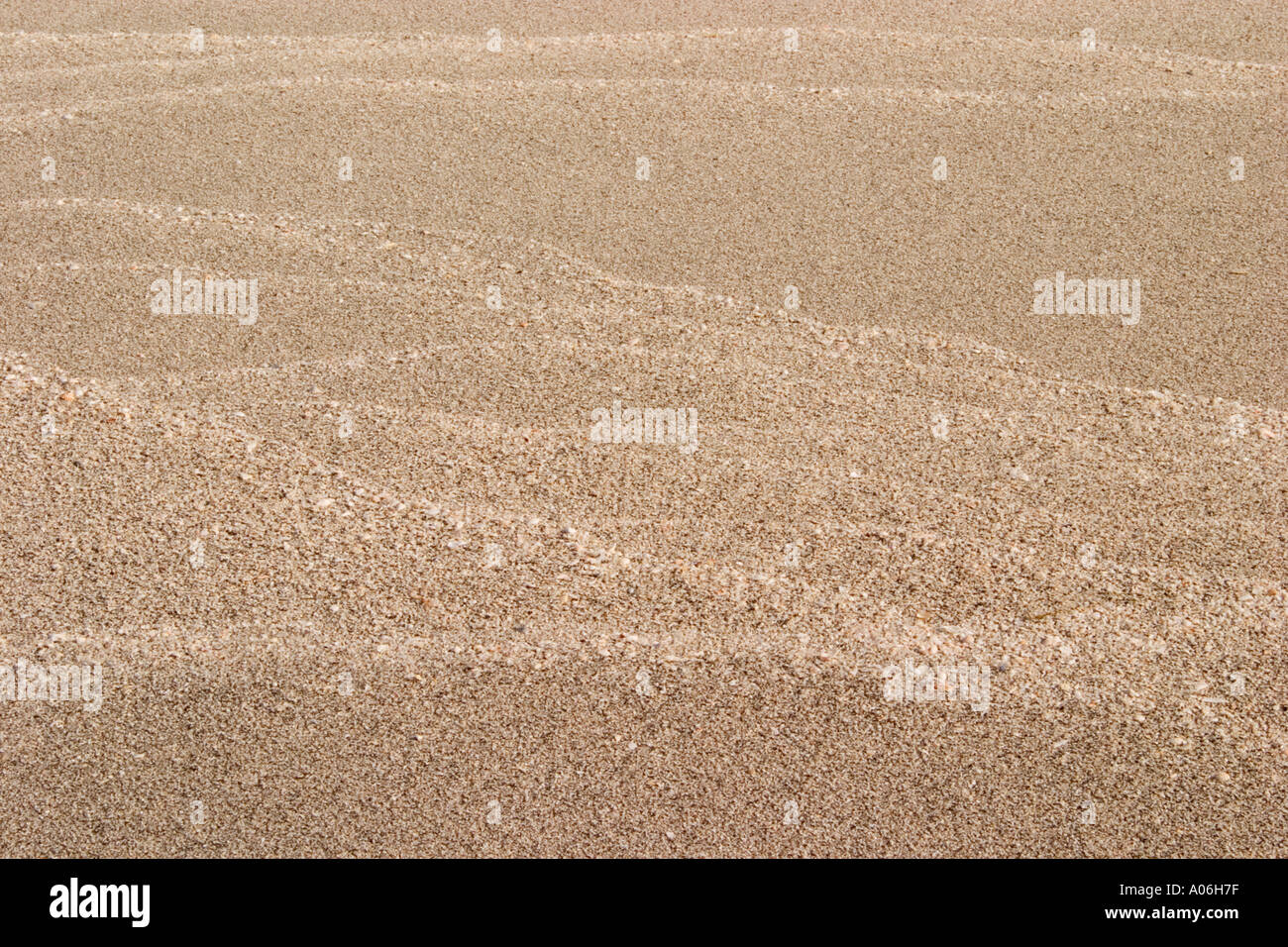 Venice beach florida shells hi-res stock photography and images - Alamy