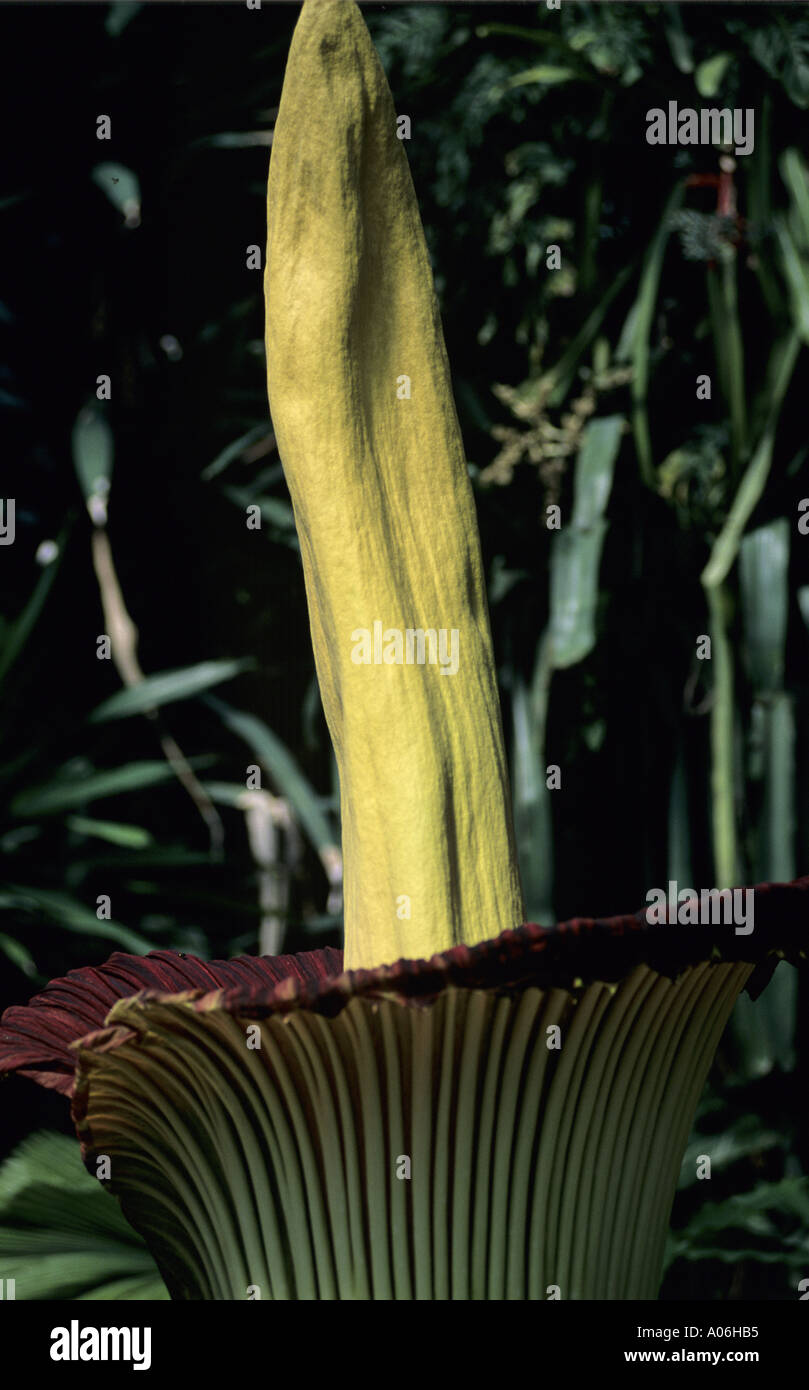 Amorphophallus titanum titan arum corpse flower Stock Photo