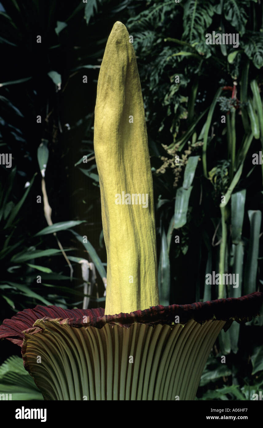 Amorphophallus titanum titan arum corpse flower Stock Photo