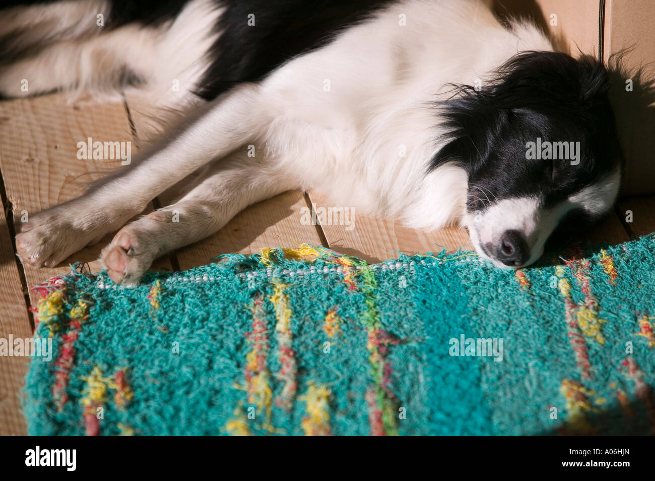 a border collie sleeping Stock Photo - Alamy